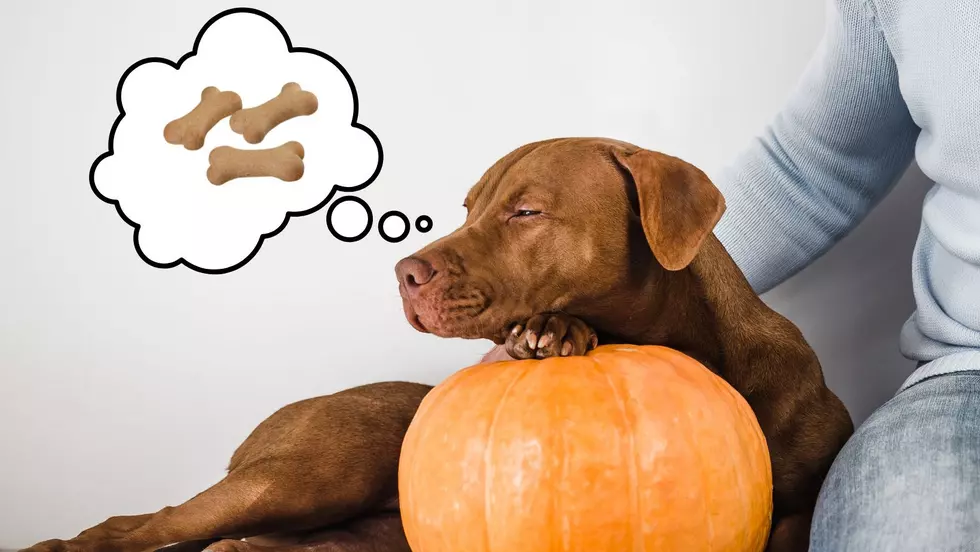 Pumpkin Treats For Your Pup! Here's How to Make Them