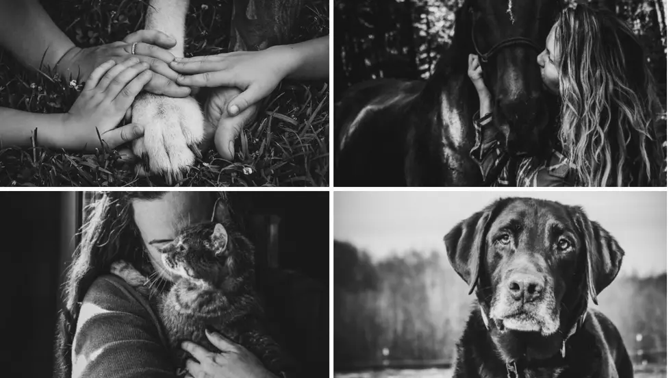 Saugerties, NY Photographer Captures Special Moments with Senior Pets