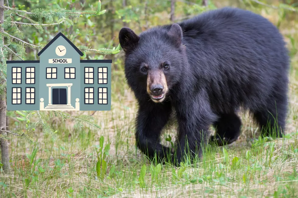 Hudson Valley School Cancels Activities After Bear Sighting on Campus