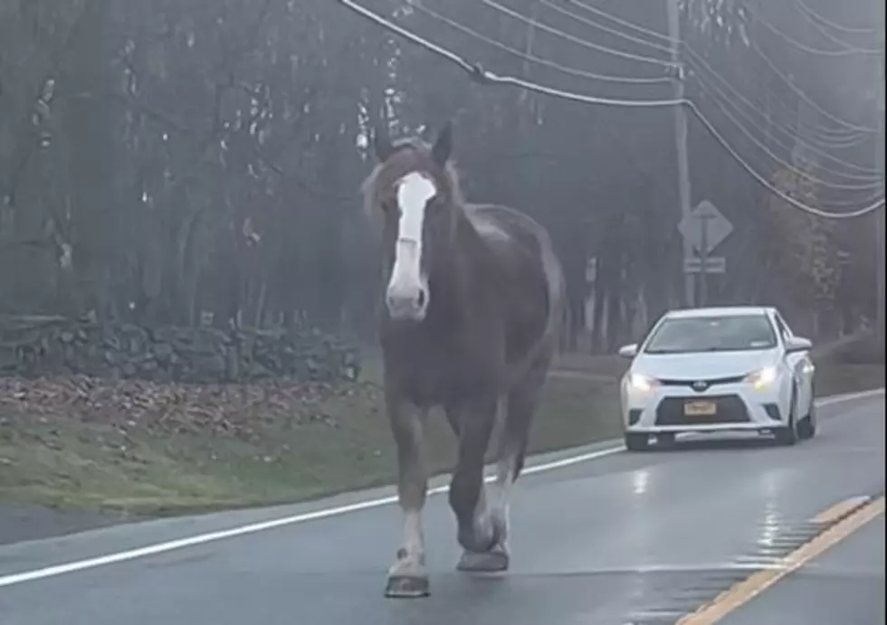 Massive Horse Out For A Stroll Slows Morning Commute