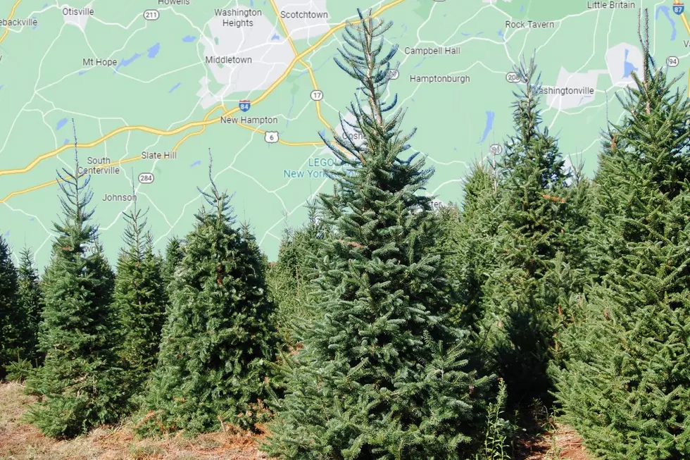 6 Outstanding Places in Orange County to Cut Your Own X-Mas Tree