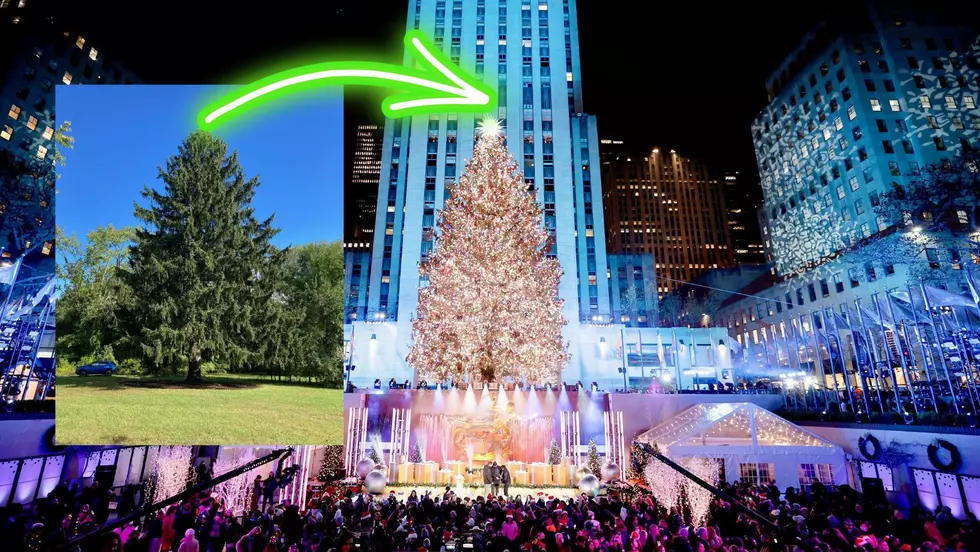 Árbol de Queensbury, Nueva York, iluminará el Rockefeller Center 