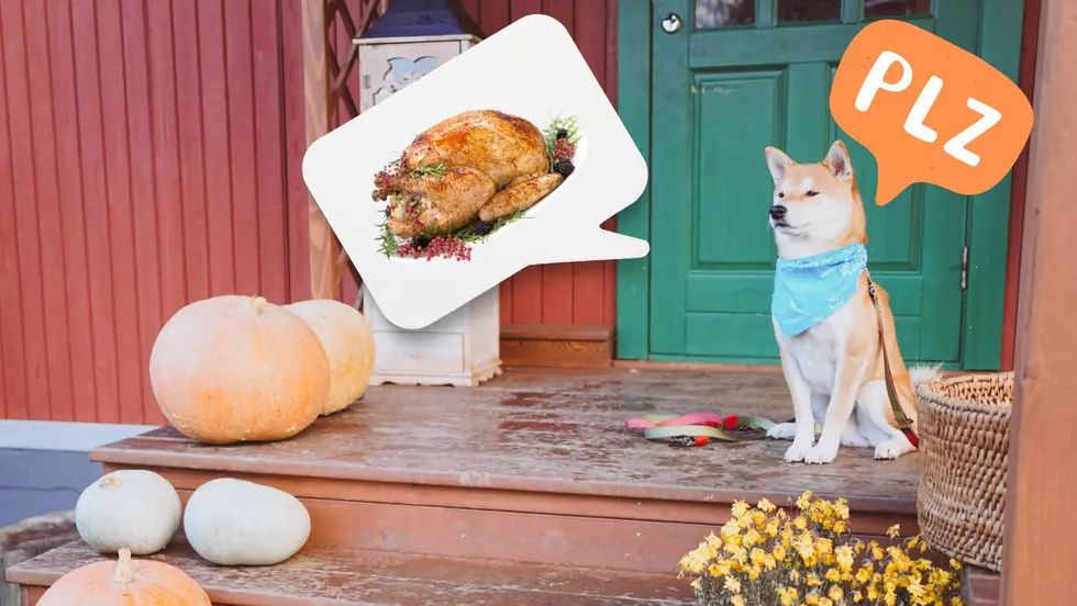 8 Safe Foods To Share With Your Dog This Thanksgiving
