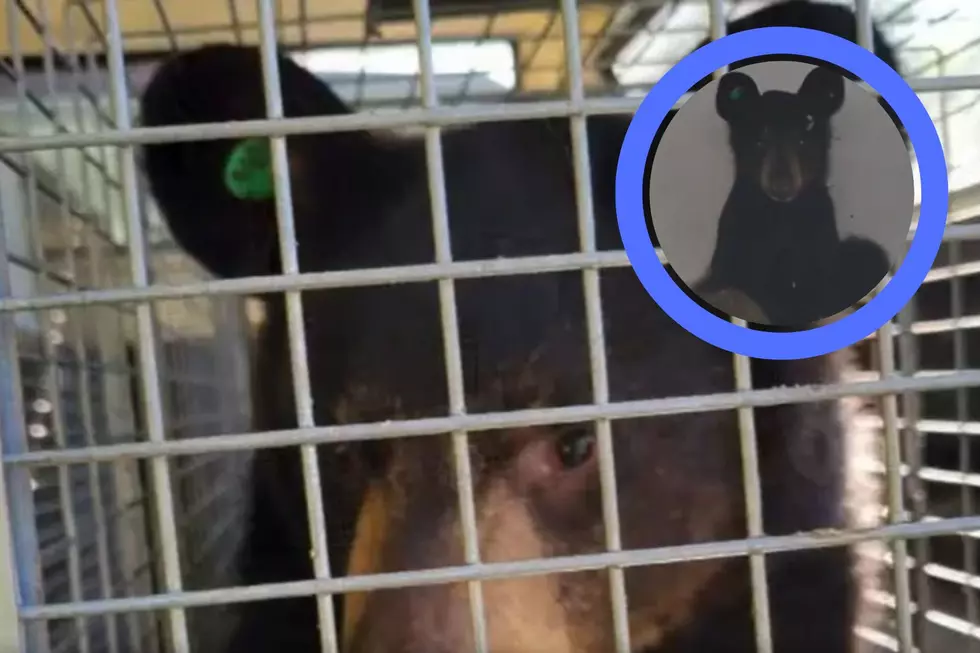 The Best News: Rehabbed Bear Cub Released in Hudson Valley