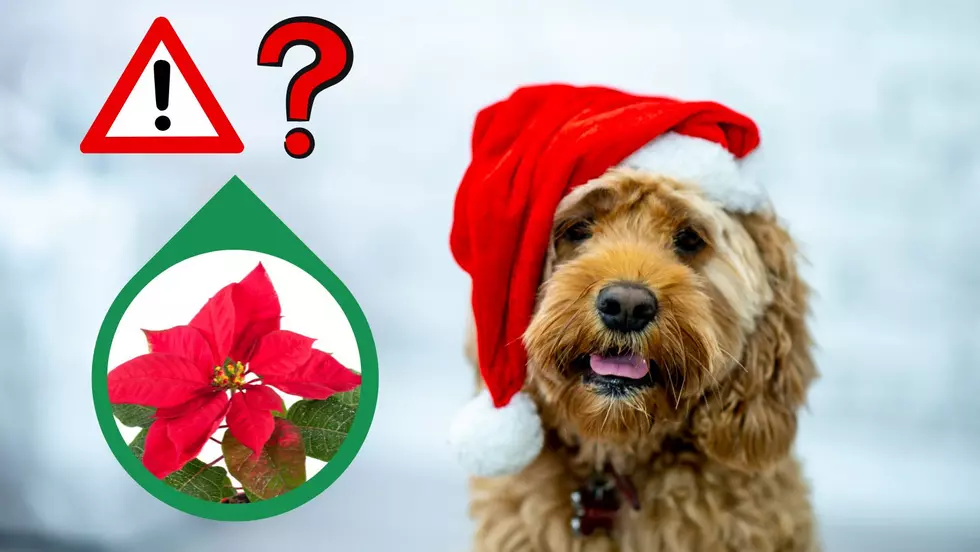 Are Poinsettias Really Deadly for Dogs?