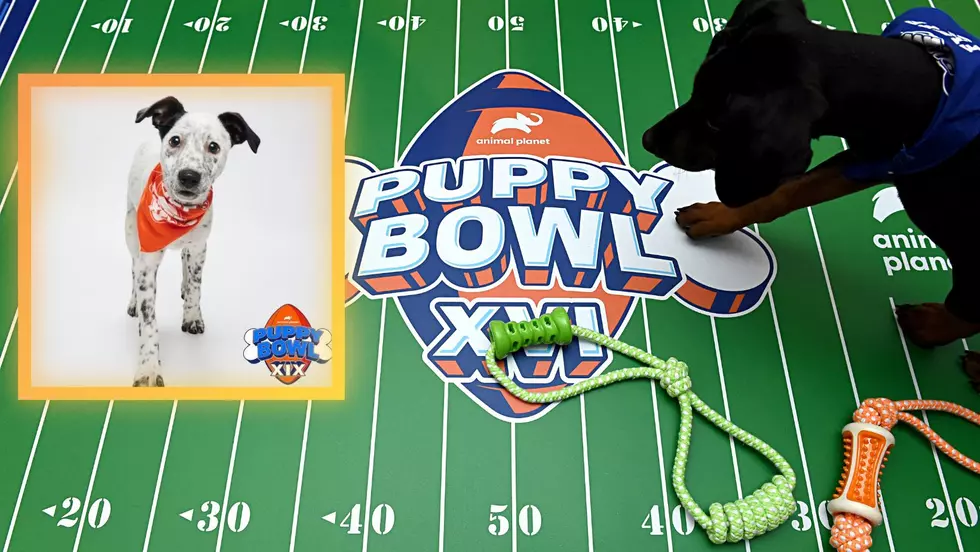 Beacon, New York Puppy to Suit Up for 2023 Puppy Bowl