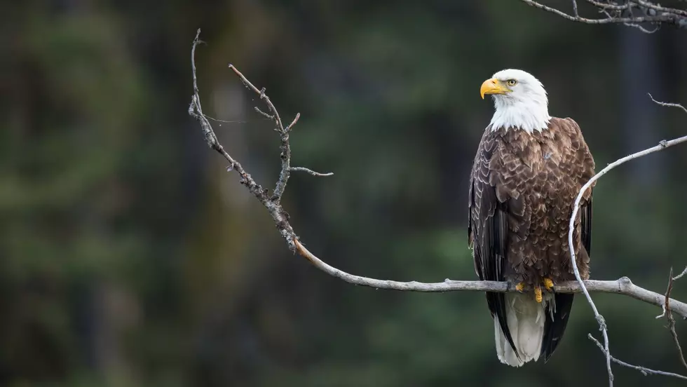 Watch Bald Eagles Soar Over the Hudson Valley This Winter