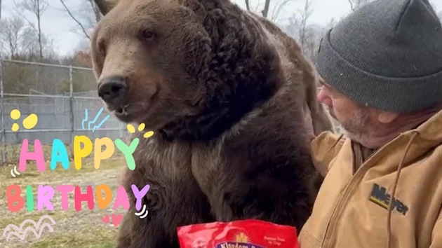 Otisville, New York Bears Celebrate 28th Birthday at Wildlife Center