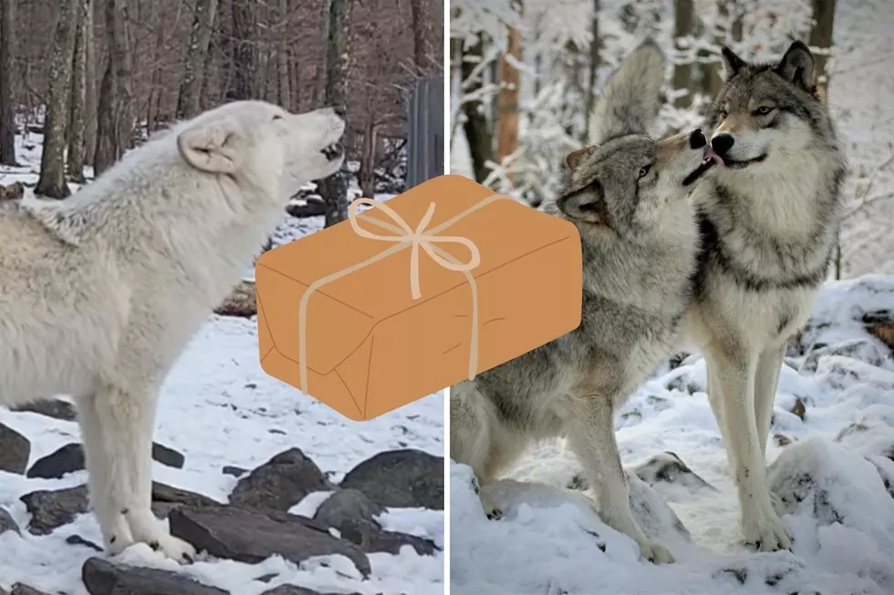 New Jersey Wolf Pack Receives Gift from Milford Teen