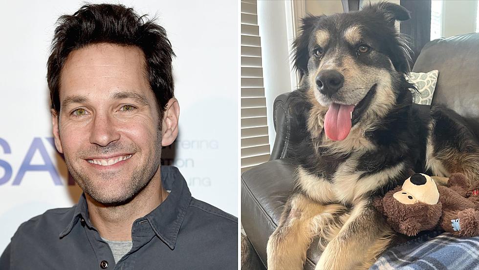Does This Rescue Pup Look like Rhinebeck's Paul Rudd?