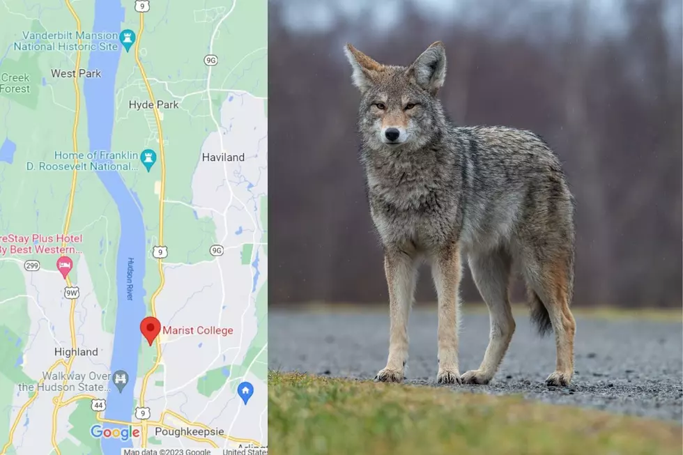 WARNING! Aggressive Coyote’s Reported In Poughkeepsie & Hyde Park, New York