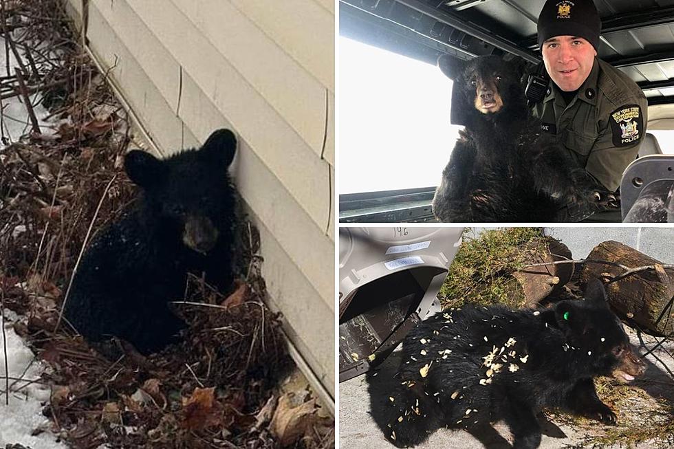 Under Nourished Bear Now Recovering In Catskill Wildlife Rehab