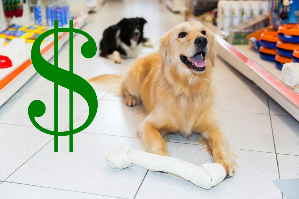 'Ruthless' Poughkeepsie Pet Store Makes Refunds Available