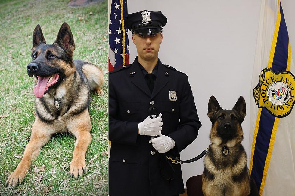 ‘Unexpected Medical Emergency’ Claims Life of Kent K9 Police Officer
