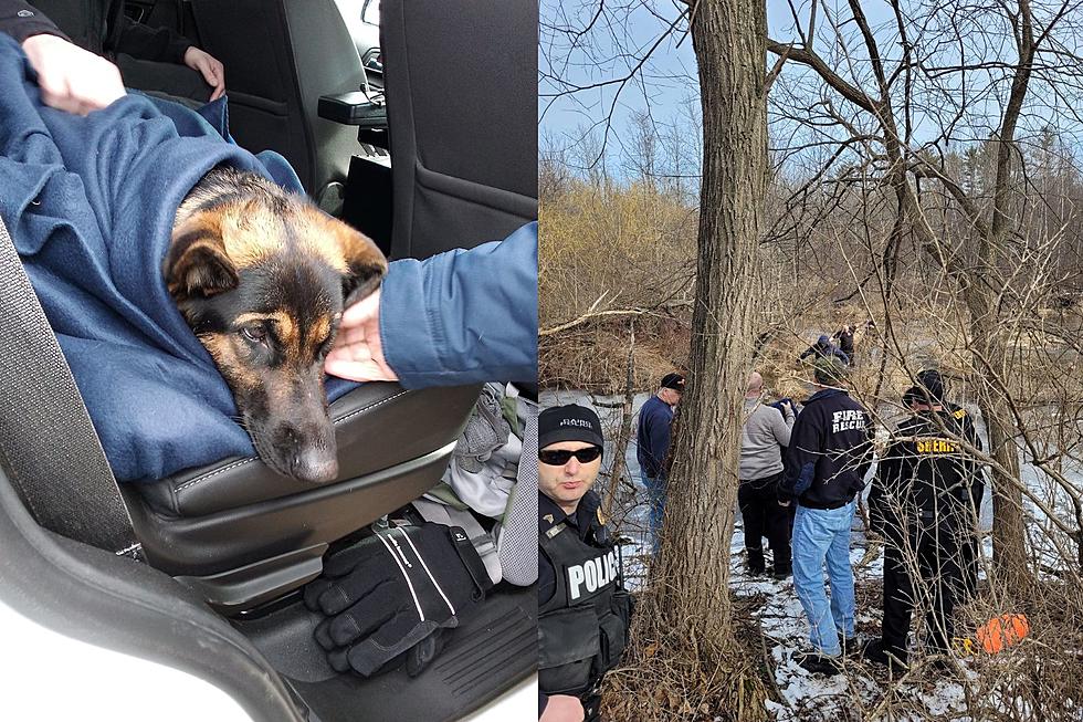 Upper Hudson Valley 1st Responders Save Dog Stuck in New York Pond
