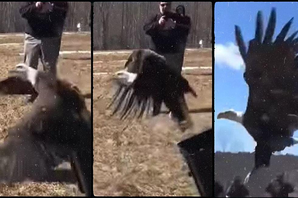 Eagle Rescued and Rehabbed Returns to New York Skies