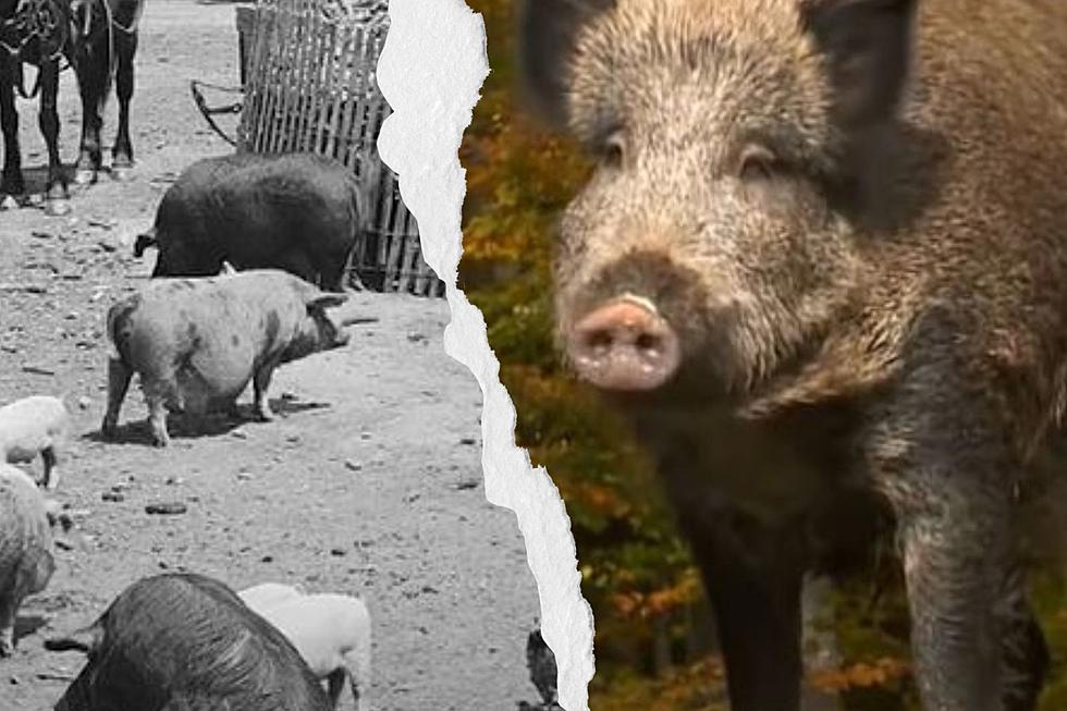 Wildly Unpopular The Feral Pigs of New York
