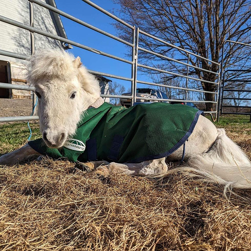 Meet Kerhonkson, NY TikTok Star Seymour the Mini Horse