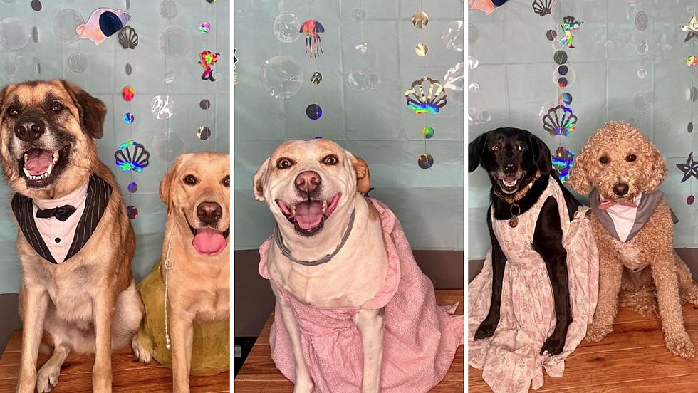 Hopewell Junction, NY Pups Get Dolled Up For Prom