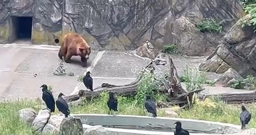 LOOK: Bear Zoomies At The Bear Mountain Zoo In New York