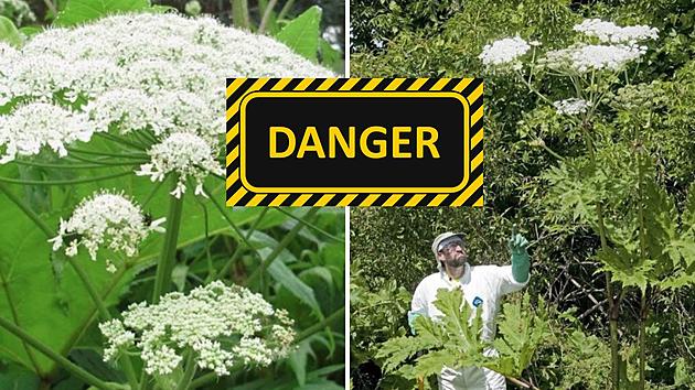 Beware of Giant NYS Plant Known to Cause &#8216;Nasty Burns&#8217;