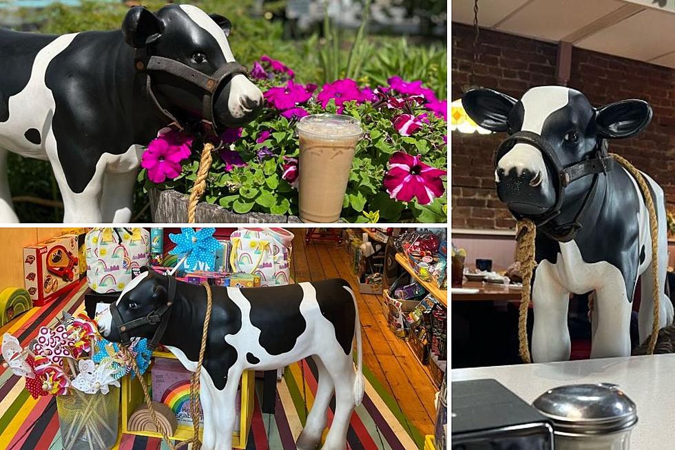 Who is the Cow Being Spotted in Rhinebeck, New York?
