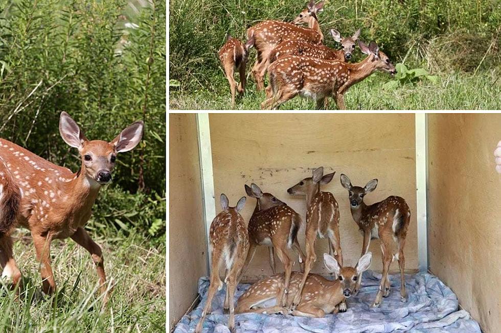 Orphan Fawns Return to the Wild in Upstate New York