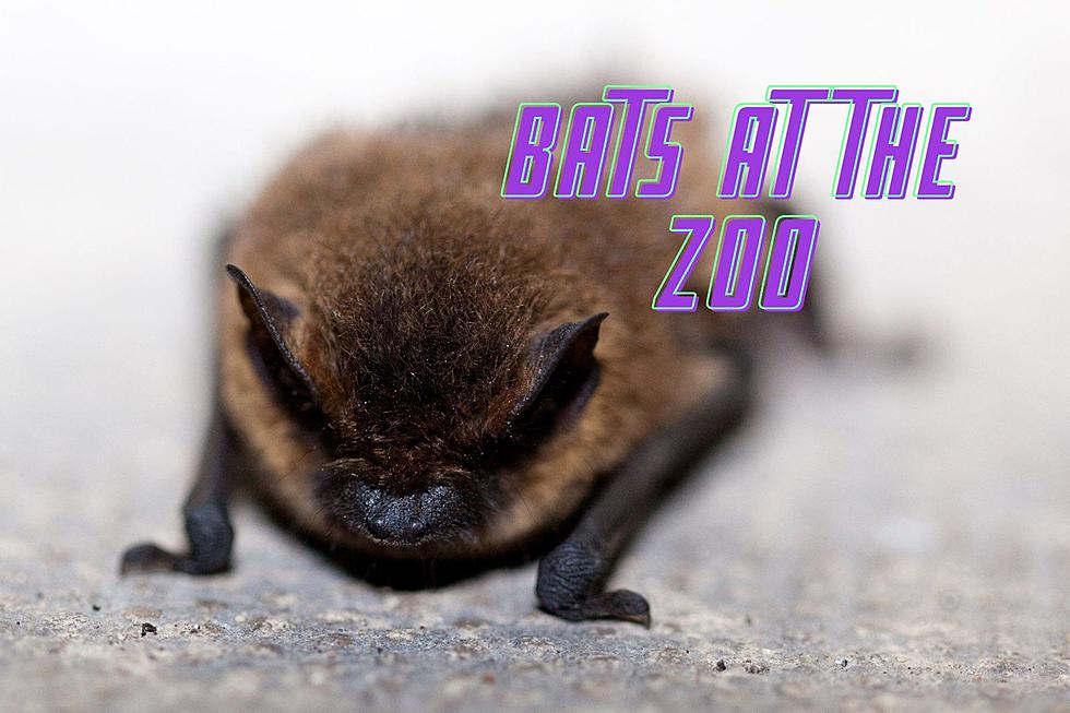 Bat Event Reopens Trailside Museums and Zoo in New York