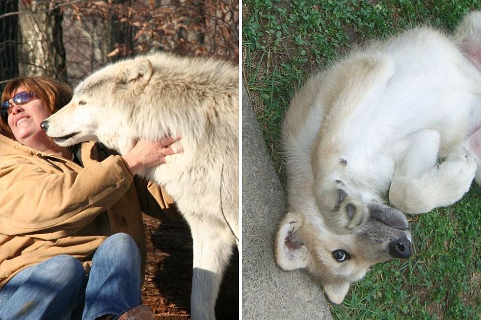Loss Of Beloved Artic Wolf At Preserve Near New York
