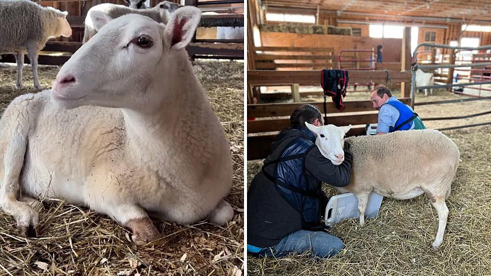 Woodstock Sanctuary's Sheep Faces Mobility Challenge
