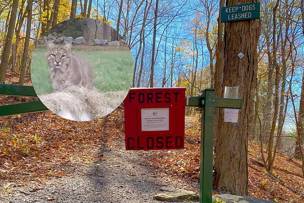 Watch How a Bobcat Loses His Deer in Cornwall, New York