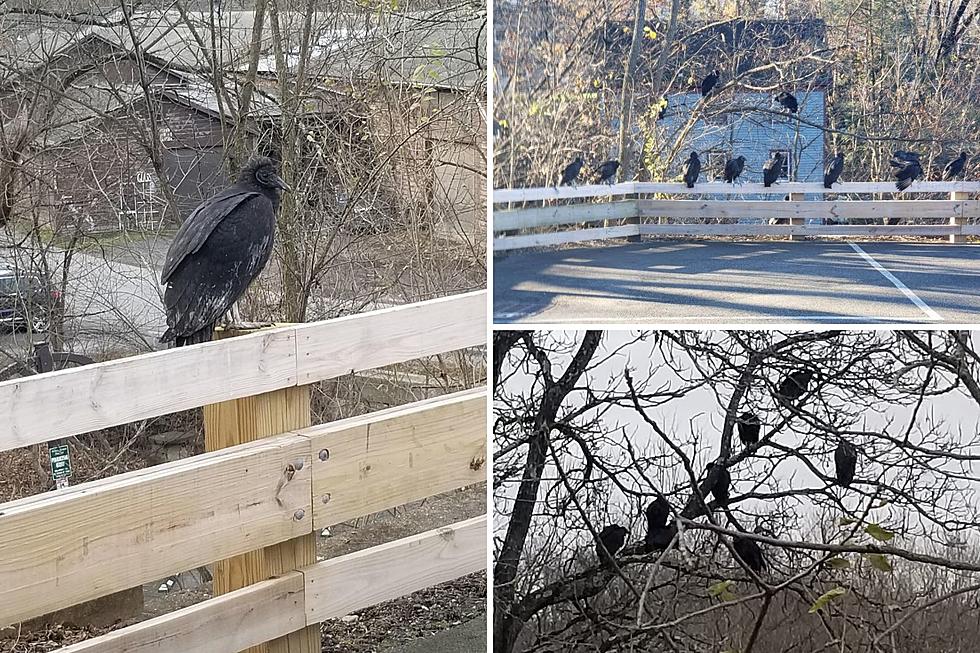 Vultures Have Taken Over a Parking Lot in New Paltz