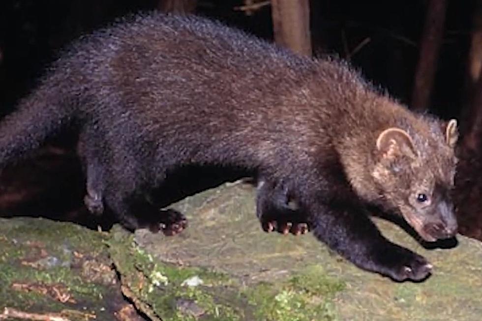 Fisher Attacks Parkgoers at Upstate New York Park