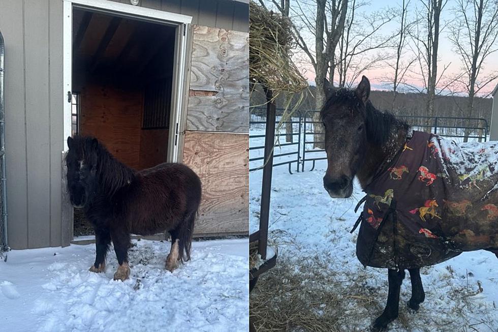 Two New York Horses Up For Adoption Near Hudson Valley
