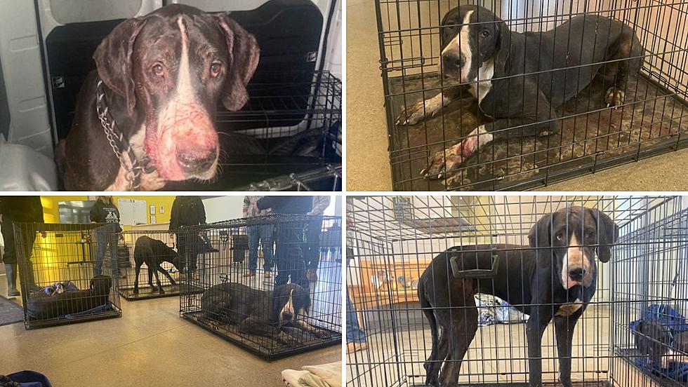 Dozens Of Great Danes Rescued from Hoarding Situation in Dutchess County, NY