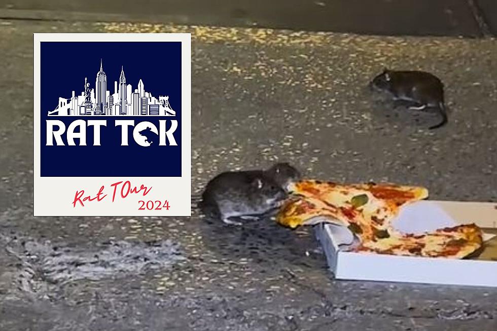 New York City Tour has Tourists Feeding Pizza to Rats