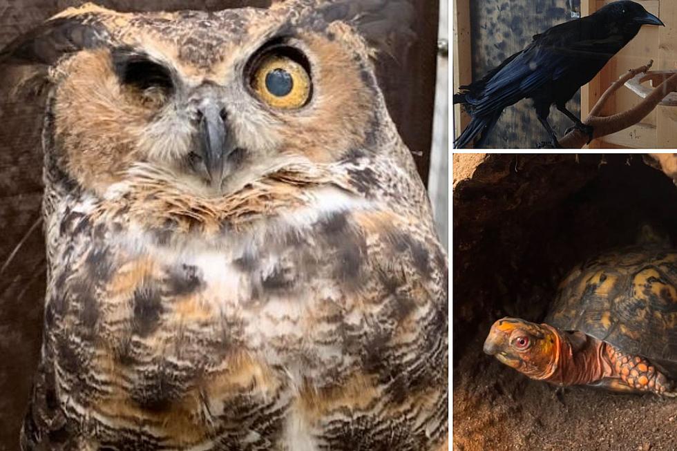 Nature Center in NY Sadden by the Death of its Owl Ambassador