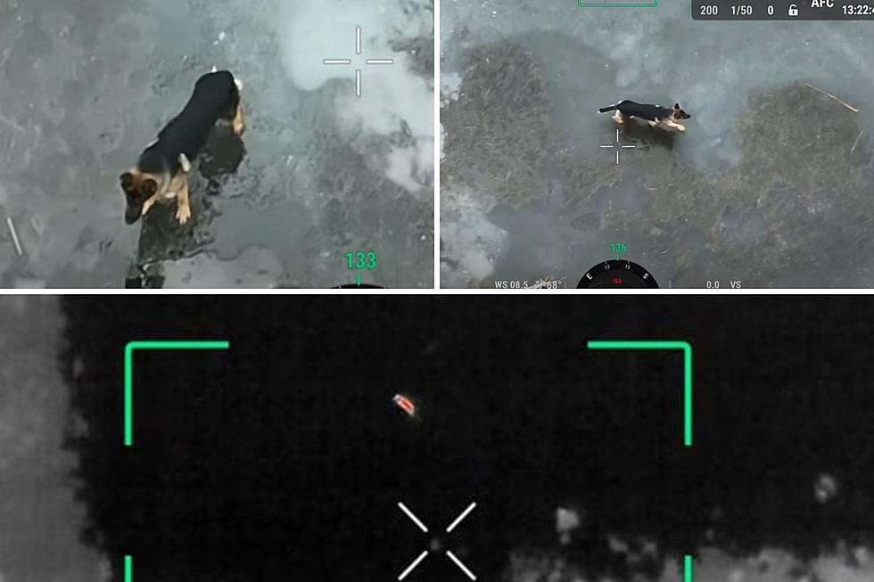 Drone Captures Moment Lost Dog is Rescued From Hazardous Situation