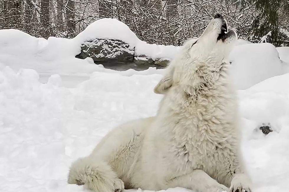 Spend a Night Singing with Wolves in New York