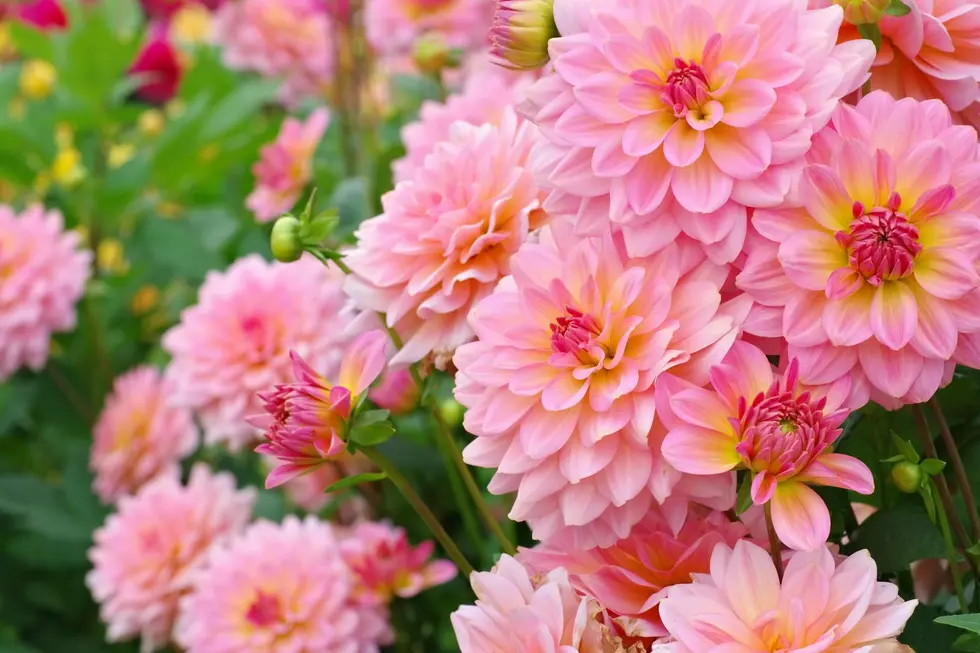Town of Wappinger to Resurrect the Dahlia Flower Festival