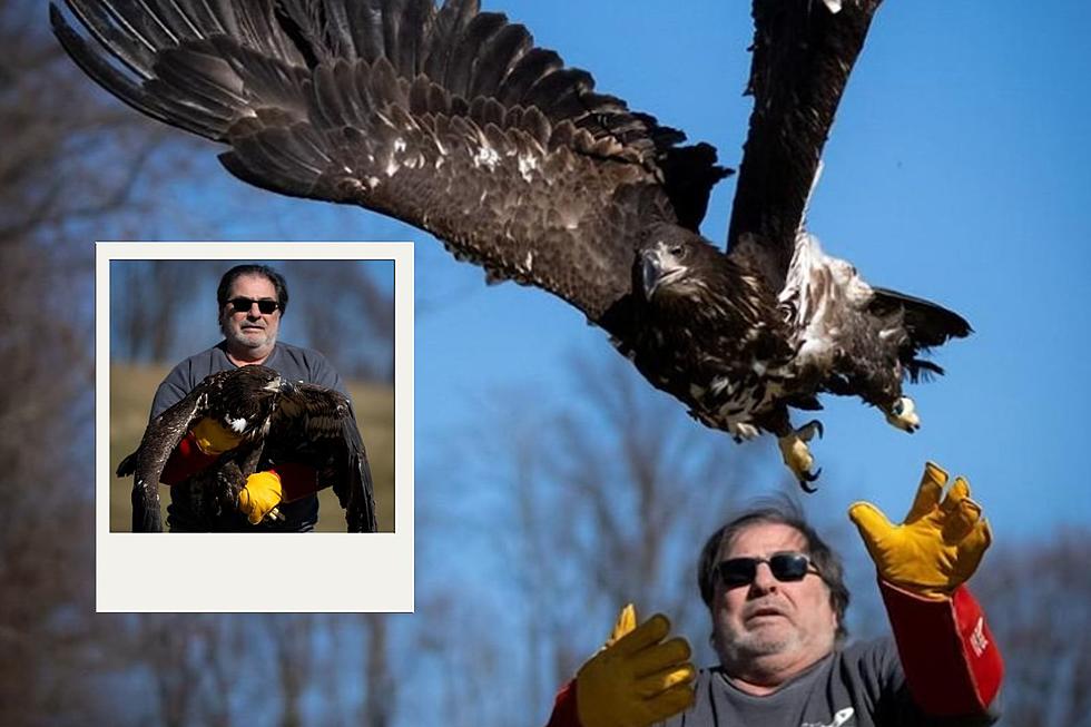 Wounded Eagle Ready To Soar Home At Hudson Valley Park