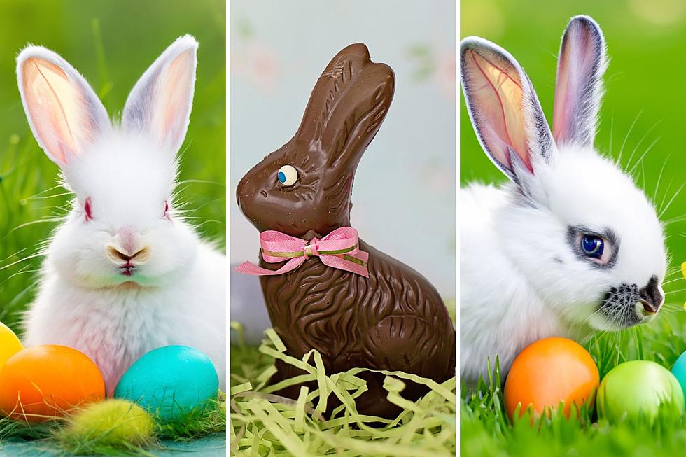 Let's Track Down The Easter Bunny in the Hudson Valley