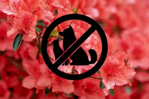Important: Yard Plants Could Be Toxic To Your Pet