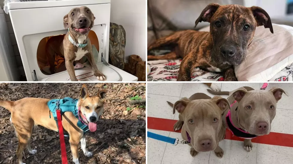 Meet the 14 Foster Pups Looking for Their Forever Homes at Take Me Home Pet Rescue