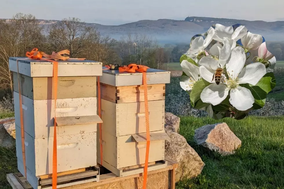 The Truth About Bee Boxes in Hudson Valley Orchards