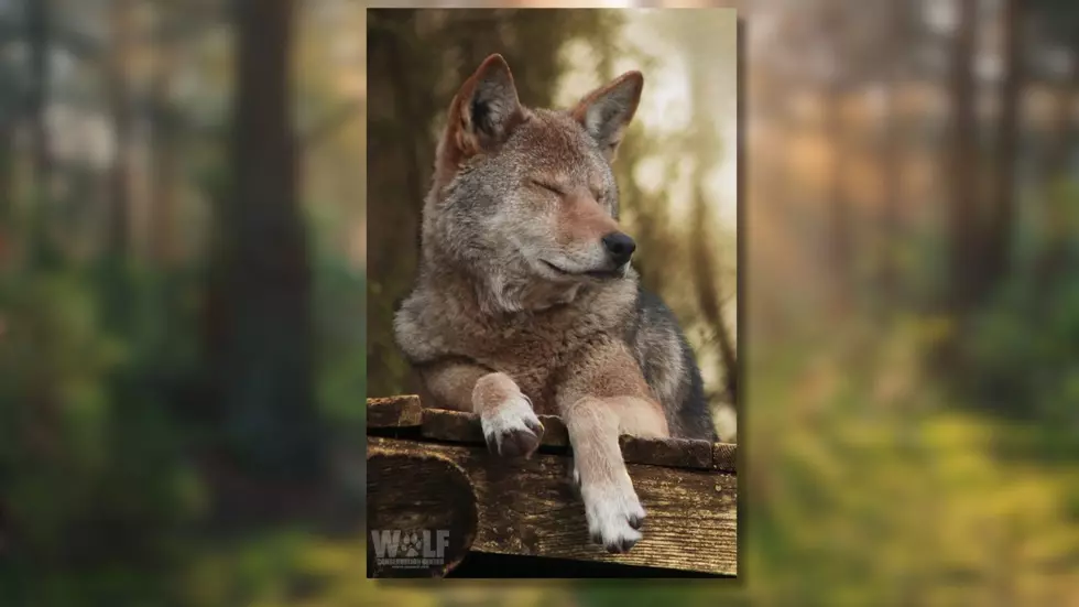 South Salem, NY Conservation Center Grieves Loss of Beloved 14-Year-Old Wolf