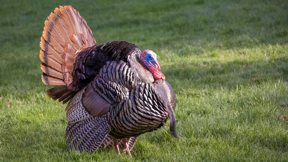 Safety Tips For Turkey Hunting as Turkey Season Begins in New York State