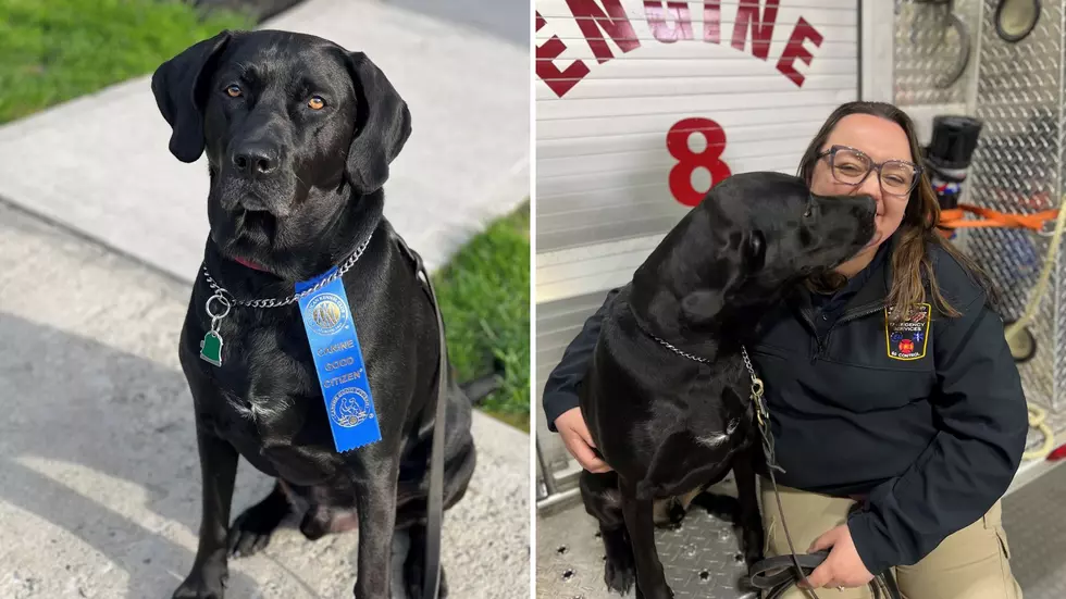Westchester K9 Receives New Title After Rigorous Skill Evaluation