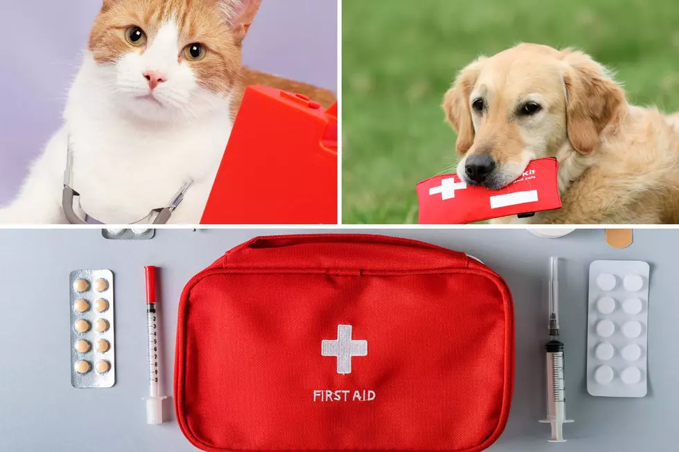 Would You Know How To Help Your Pet In An Emergency