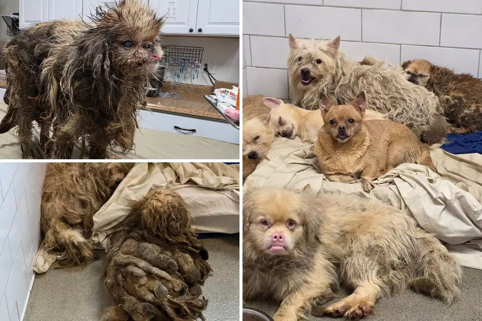 2 Hudson Valley Rescues Step in To Help in Awful NYC Dog Hoarding Situation